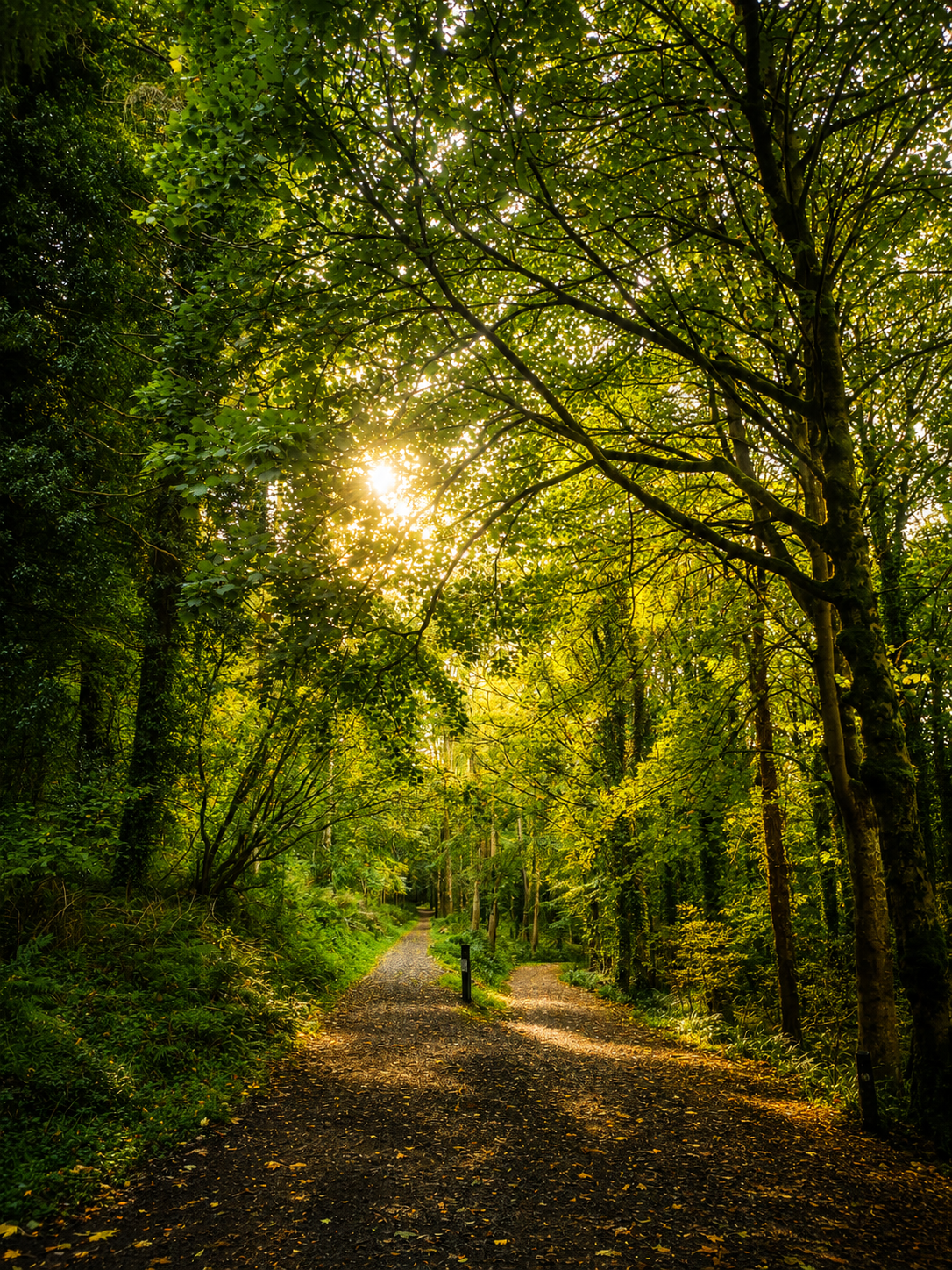 Forest walks